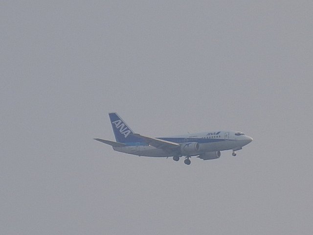 ANA󥰥 B737-500 ѡɥեǤ